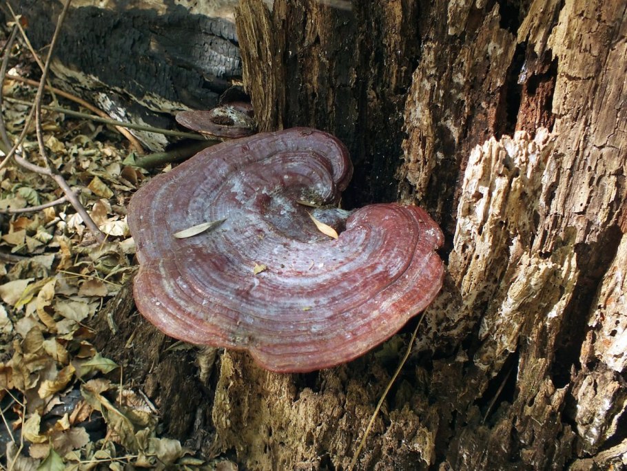 Трутовик настоящий fomes fomentarius
