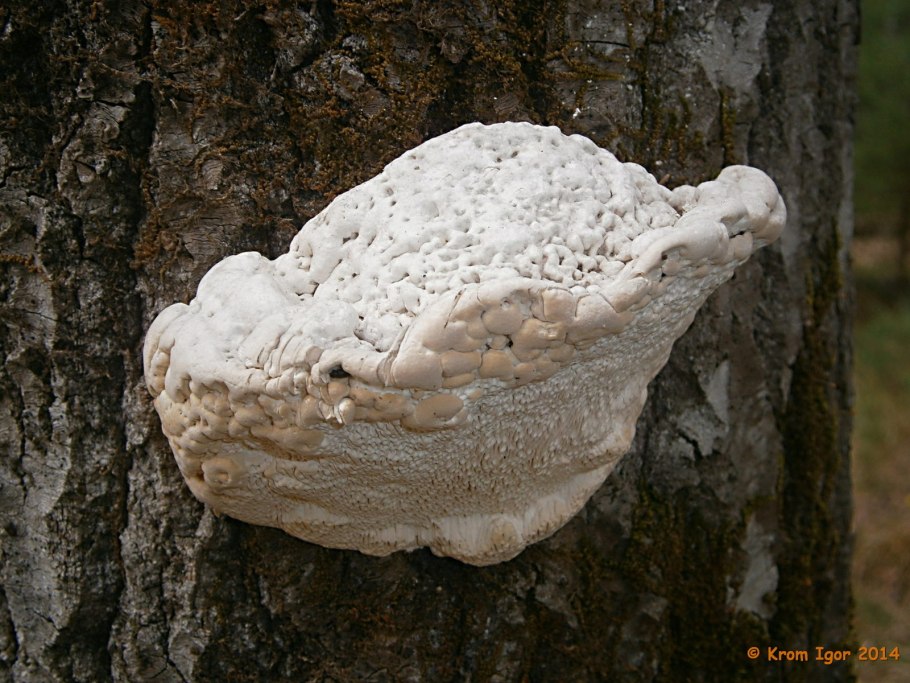 Трутовик траметес