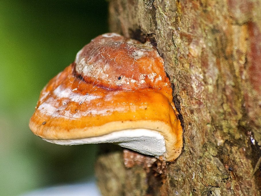 Трутовик окаймленный fomitopsis pinicola