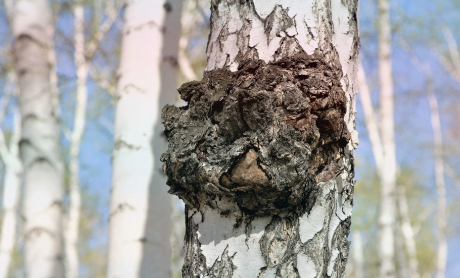 Древесный гриб чага