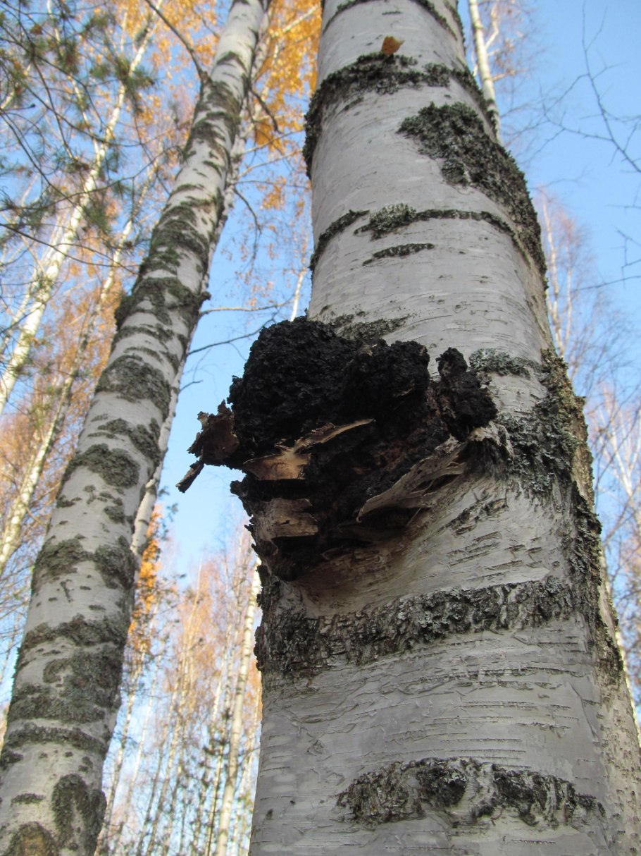 Чага Березовая Якутия