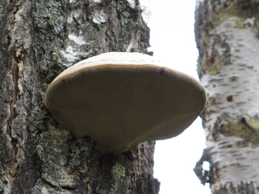 Трутовик скошенный (Inonotus obliquus)