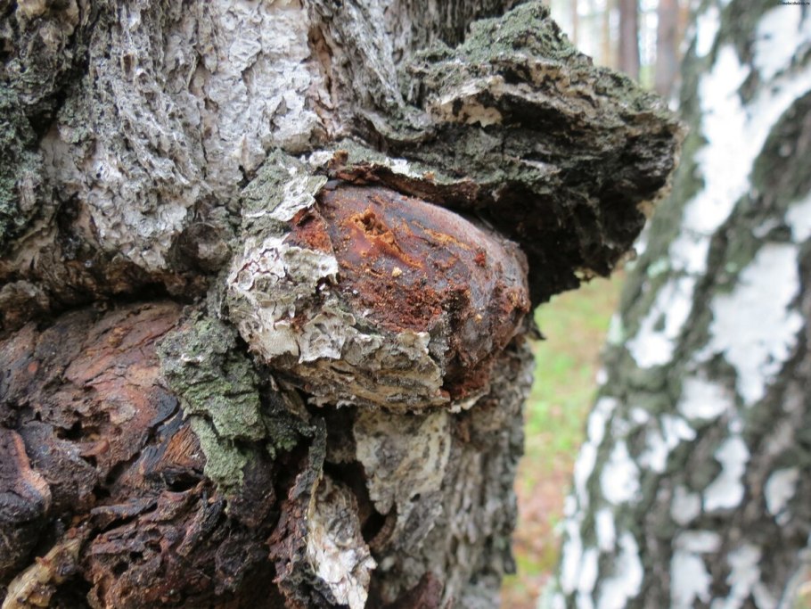 Чага на Березе