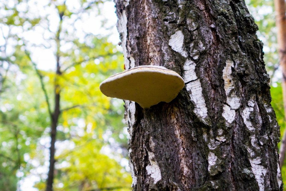 Чага на Березе