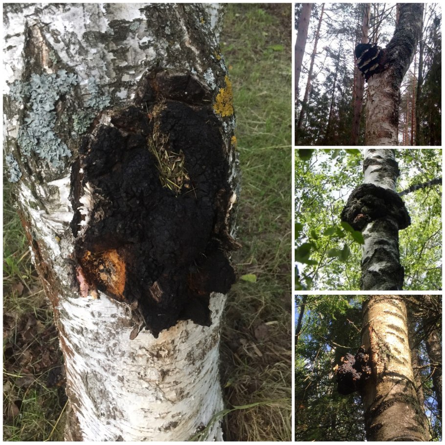 Чага Березовая