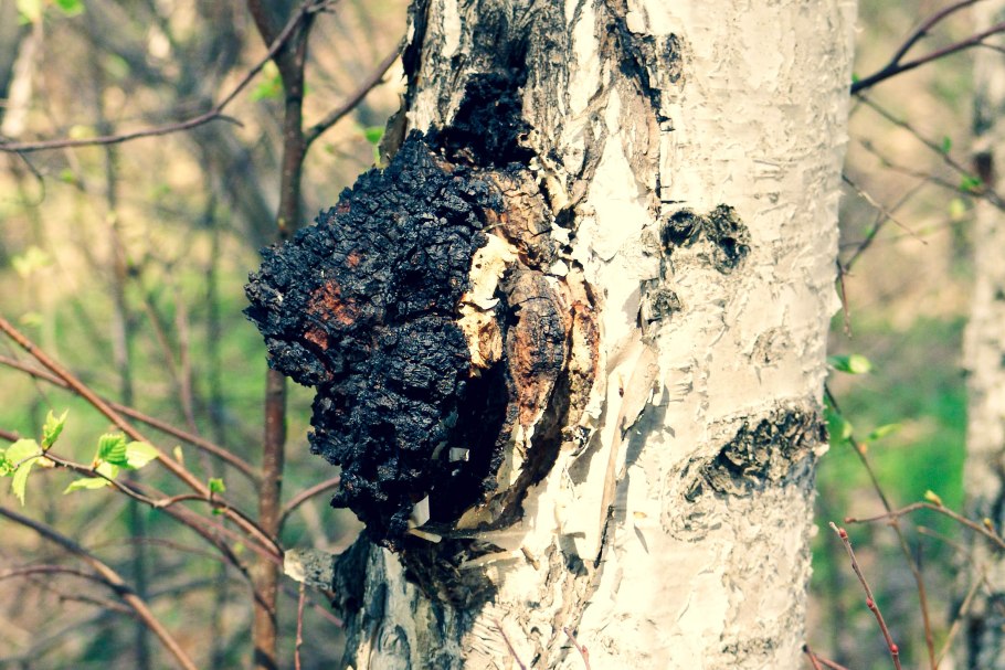Чага Ольховая