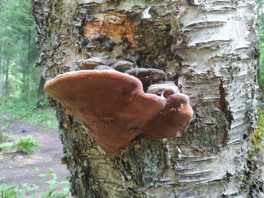 Чага Березовая