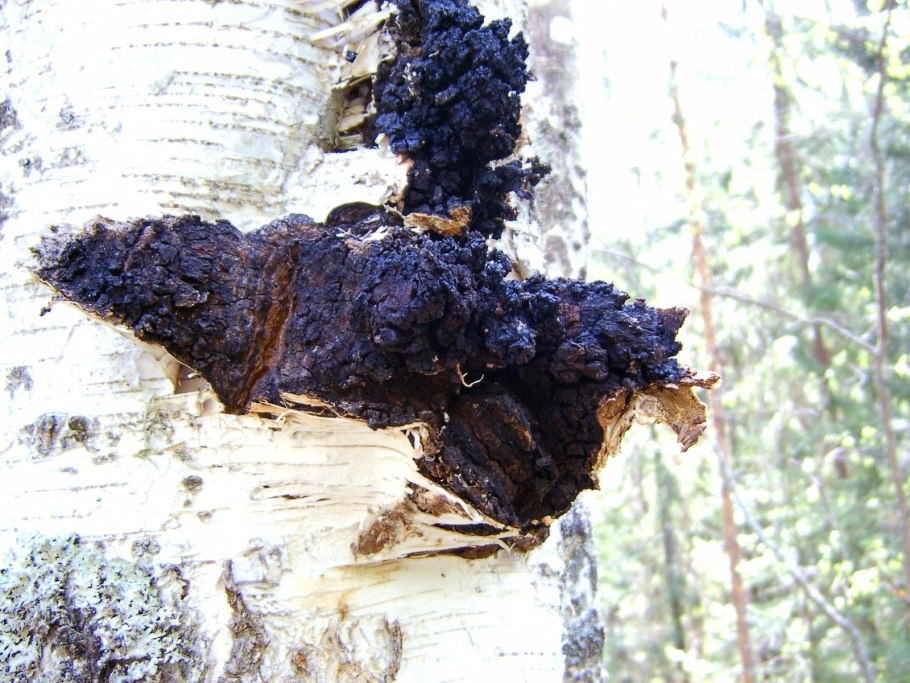 Чага на Березе