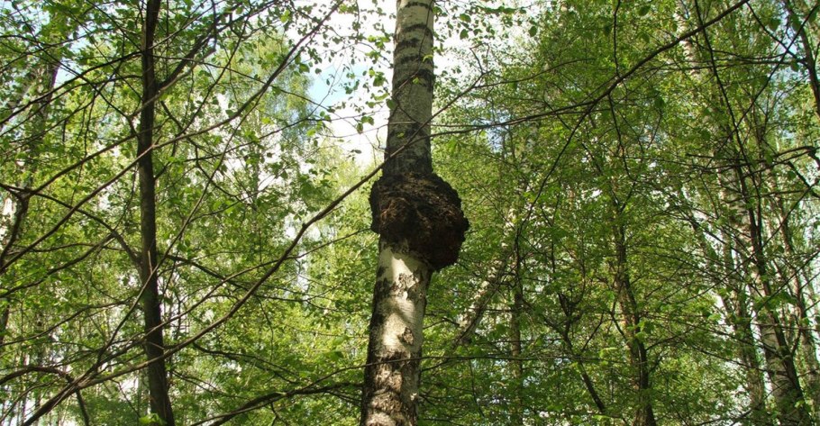 Древесный гриб чага