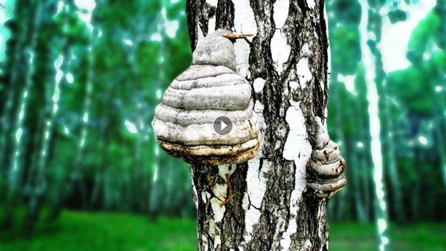 Гриб трутовик чага