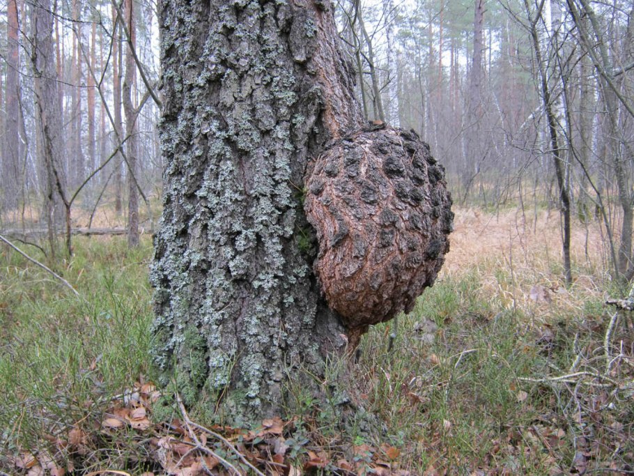 Чага Березовая