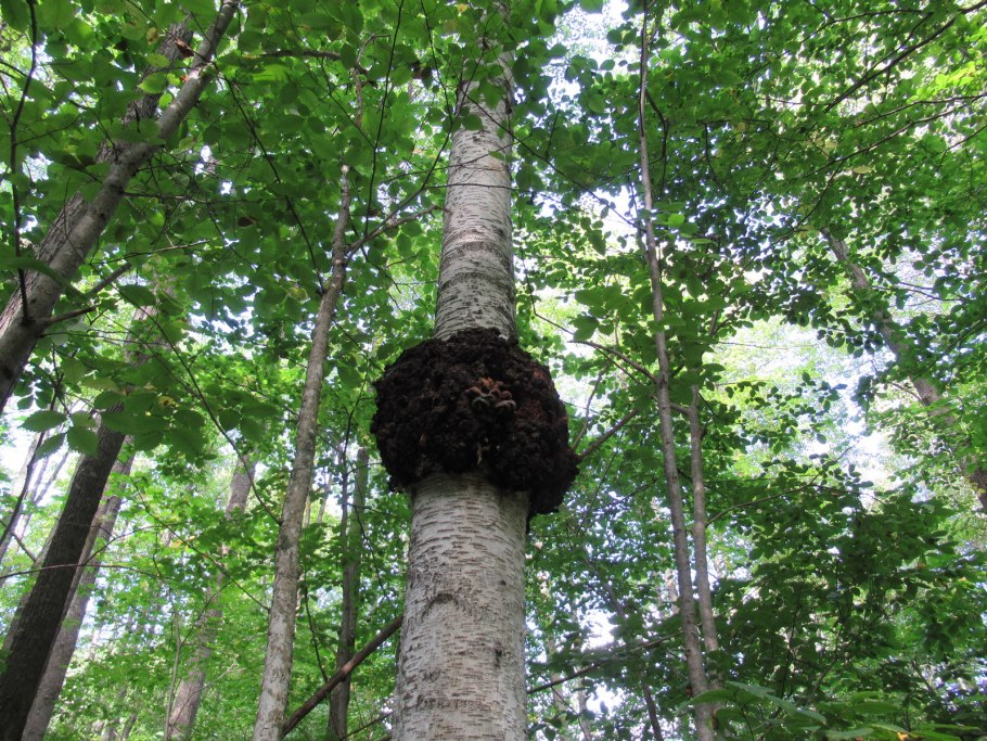 Трутовик Березовая чага