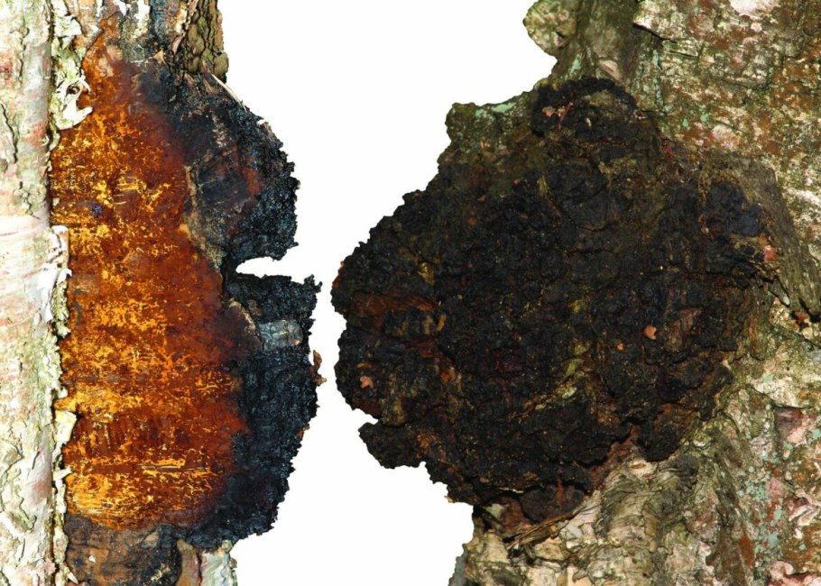 Гриб чага на Тополе