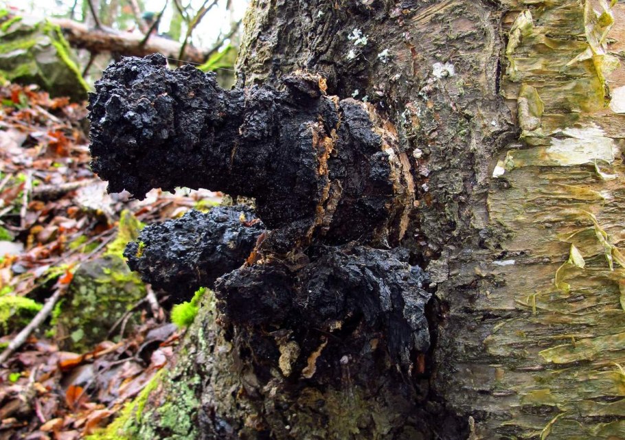 Чага Березовая