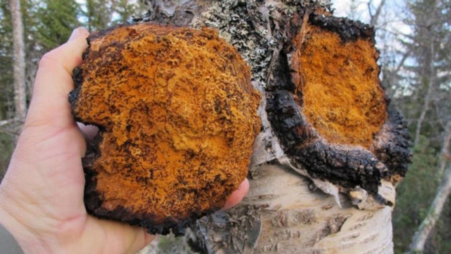 Чага Березовая