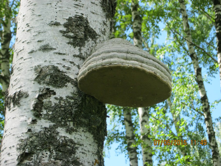 Чага Березовая