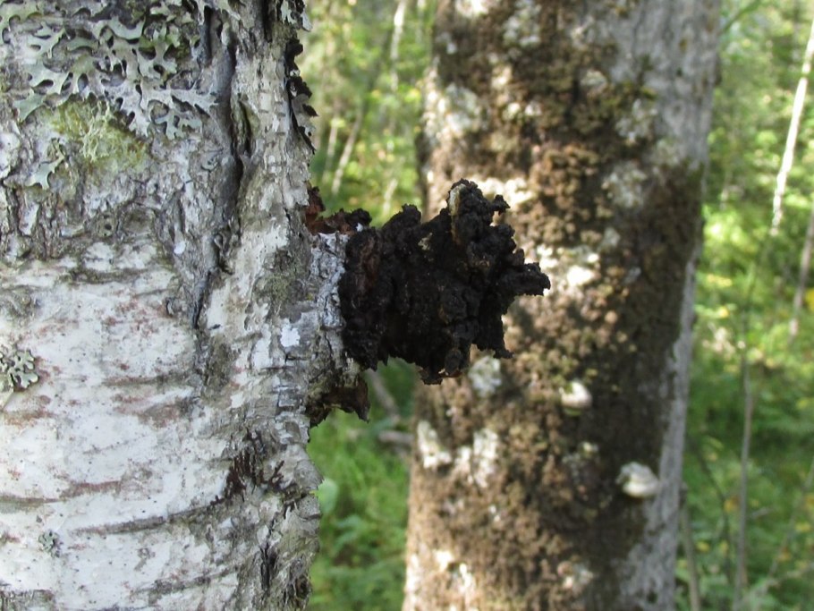 Чага Березовая