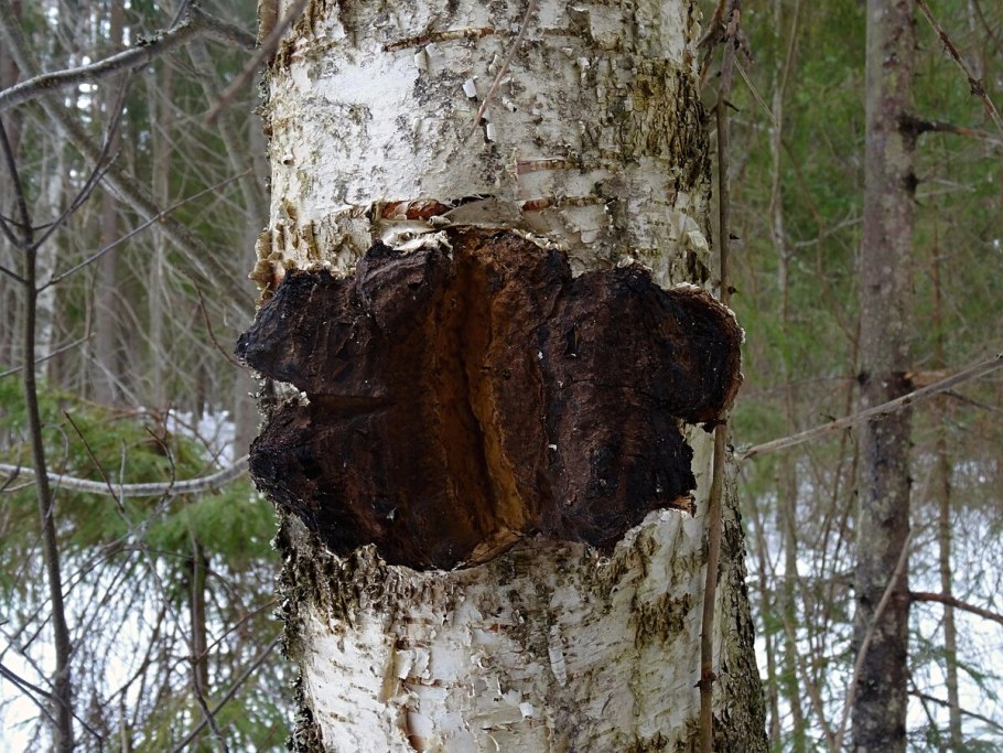 Чага Березовая