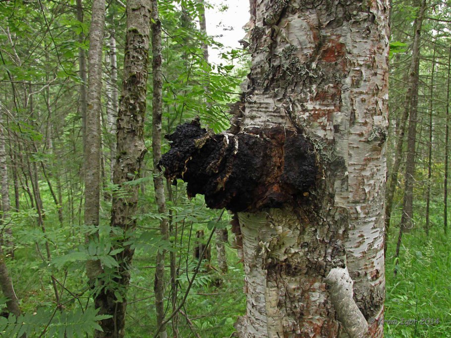 Чага Березовая