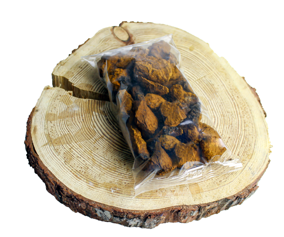 Чага на сосне