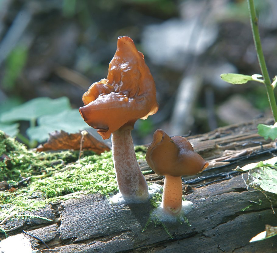 Gyromitra infula