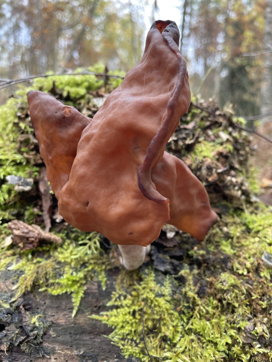 Строчок осенний (Gyromitra infula)