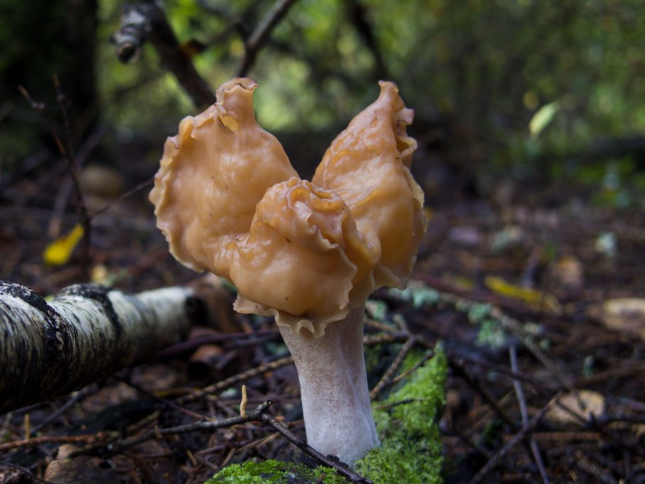 Строчок осенний (Gyromitra infula)