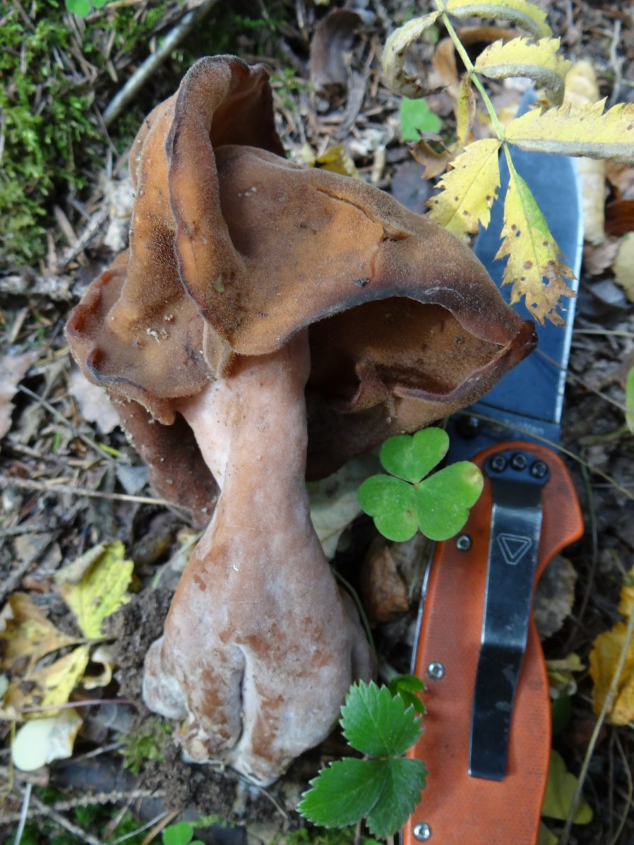 Строчок осенний (Gyromitra infula)