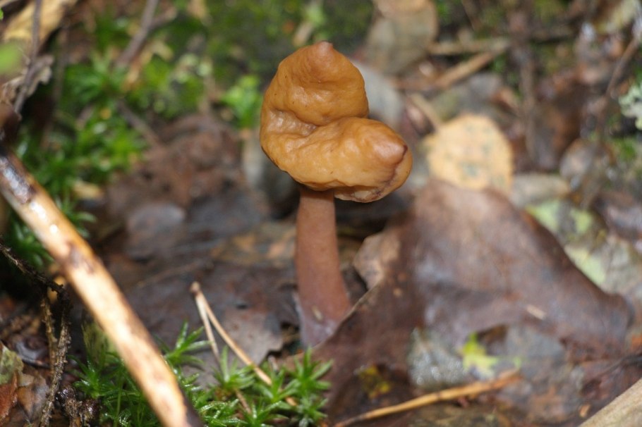 Строчок осенний (Gyromitra infula)