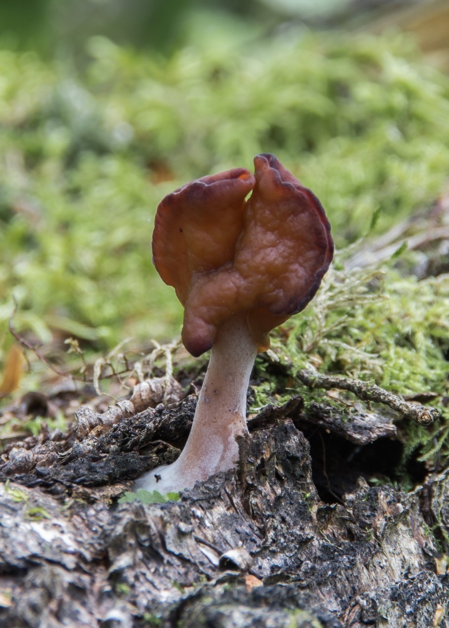 Строчок осенний гриб