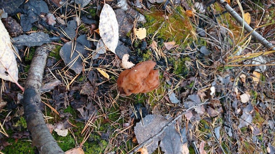 Строчок осенний лопастник инфулоподобный