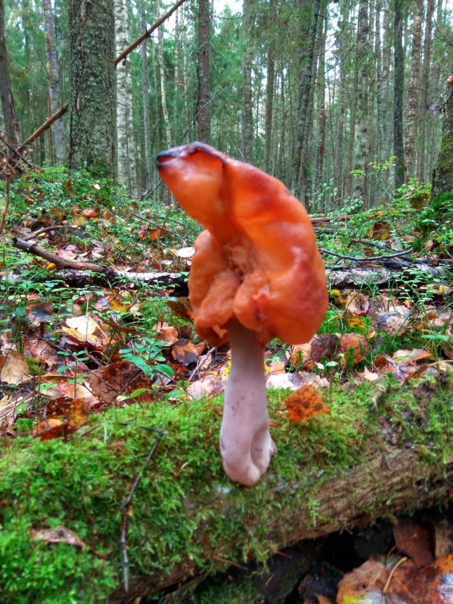 Строчок осенний лопастник инфулоподобный