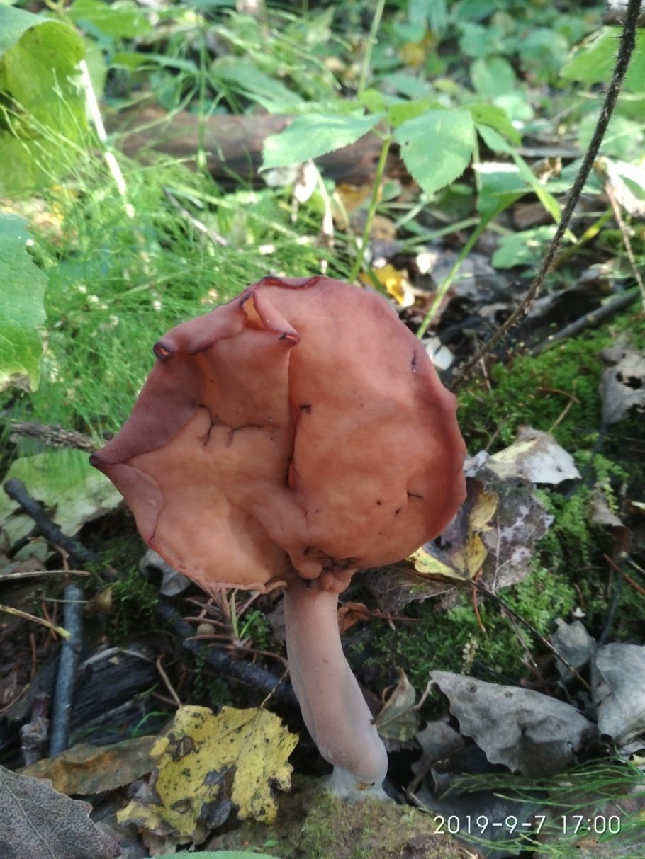 Строчок осенний лопастник инфулоподобный