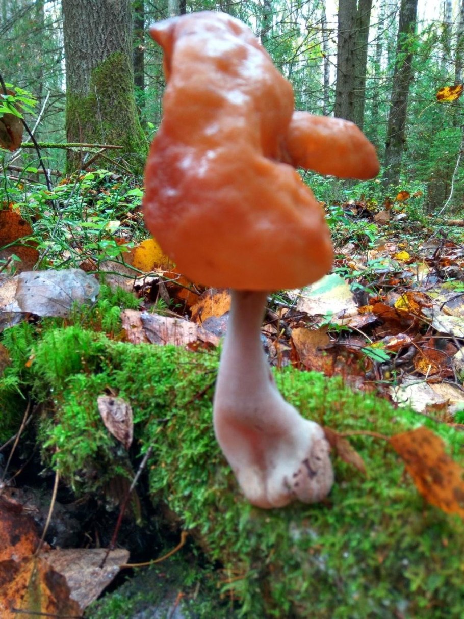 Гриб лопастник осенний