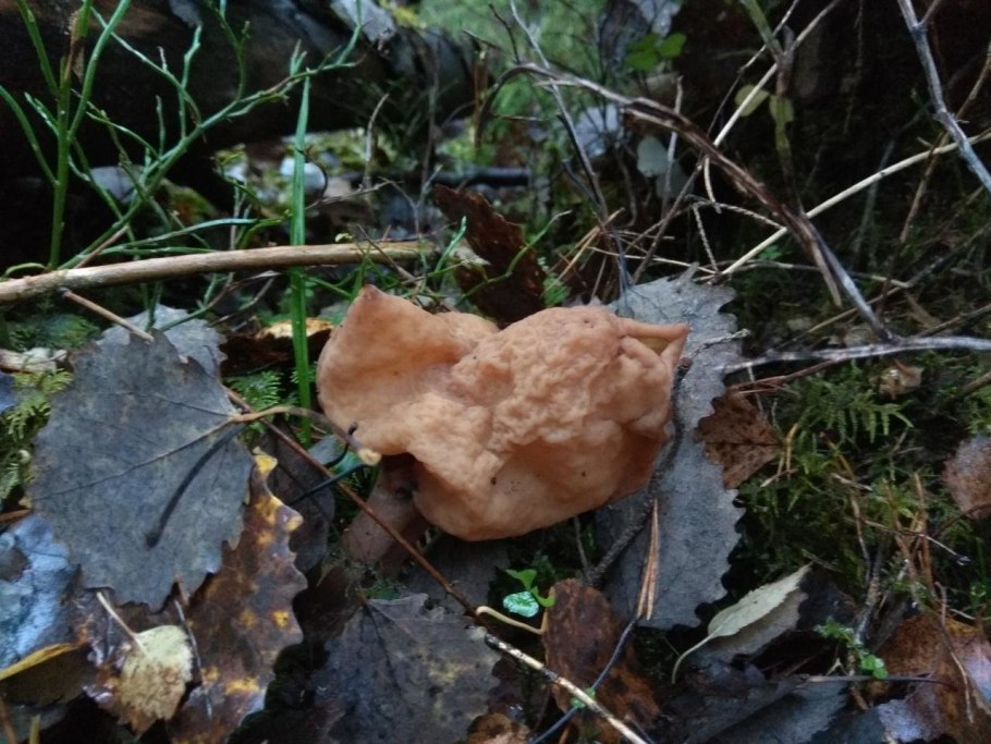 Строчок осенний (Gyromitra infula)