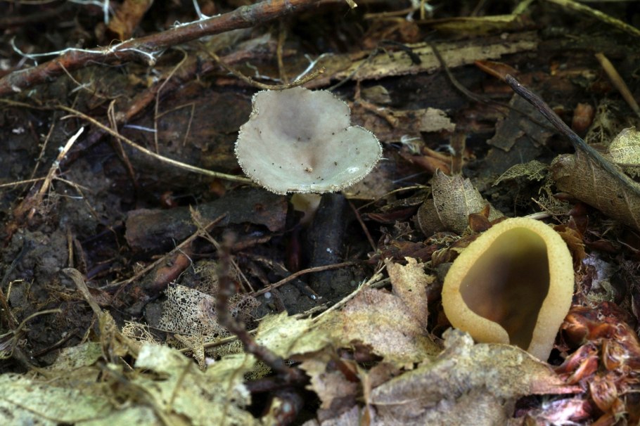 Зимари грибы