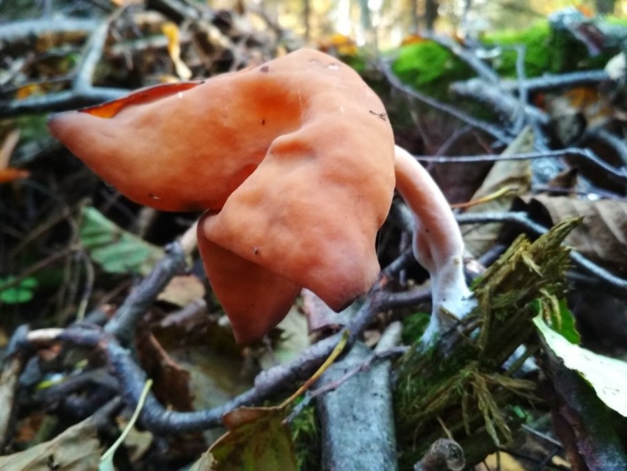 Гриб лопастник осенний