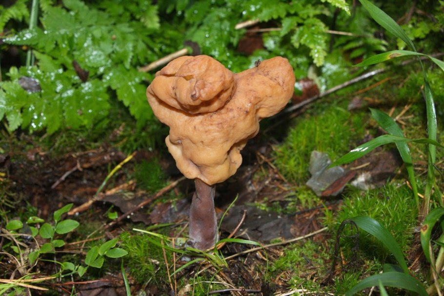 Строчок осенний лопастник инфулоподобный