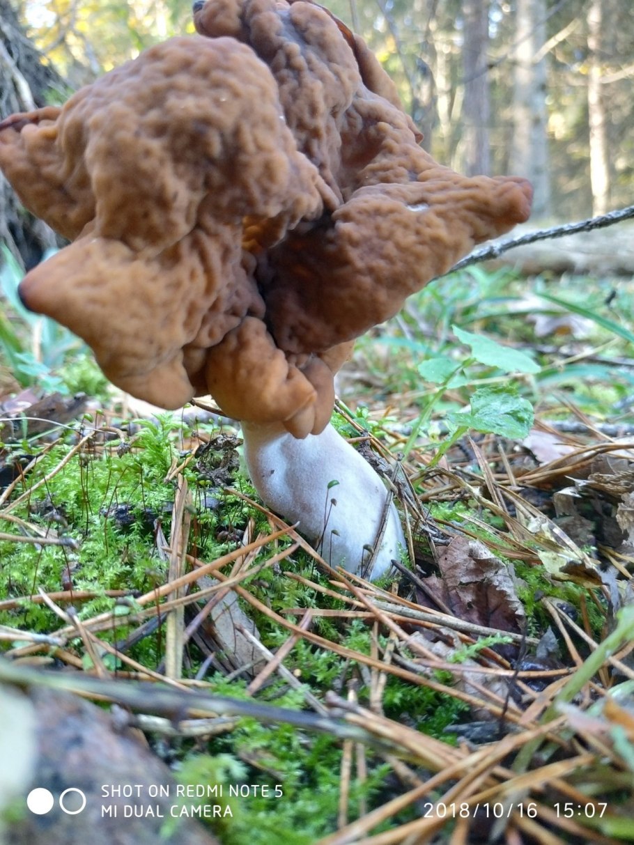 Строчок осенний (Gyromitra infula)