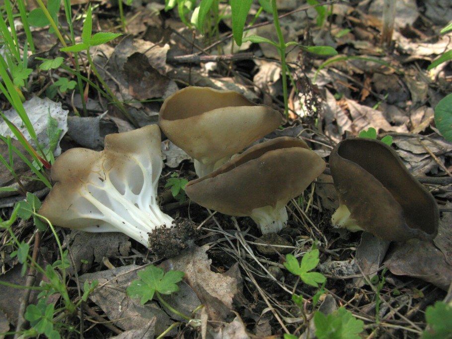 Лопастник ребристый