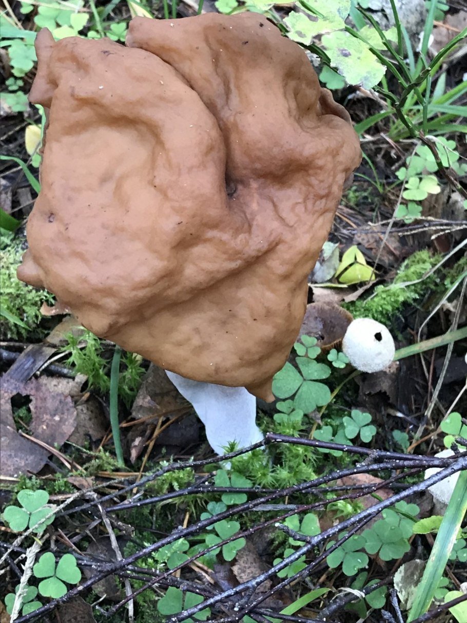 Строчок обыкновенный гриб