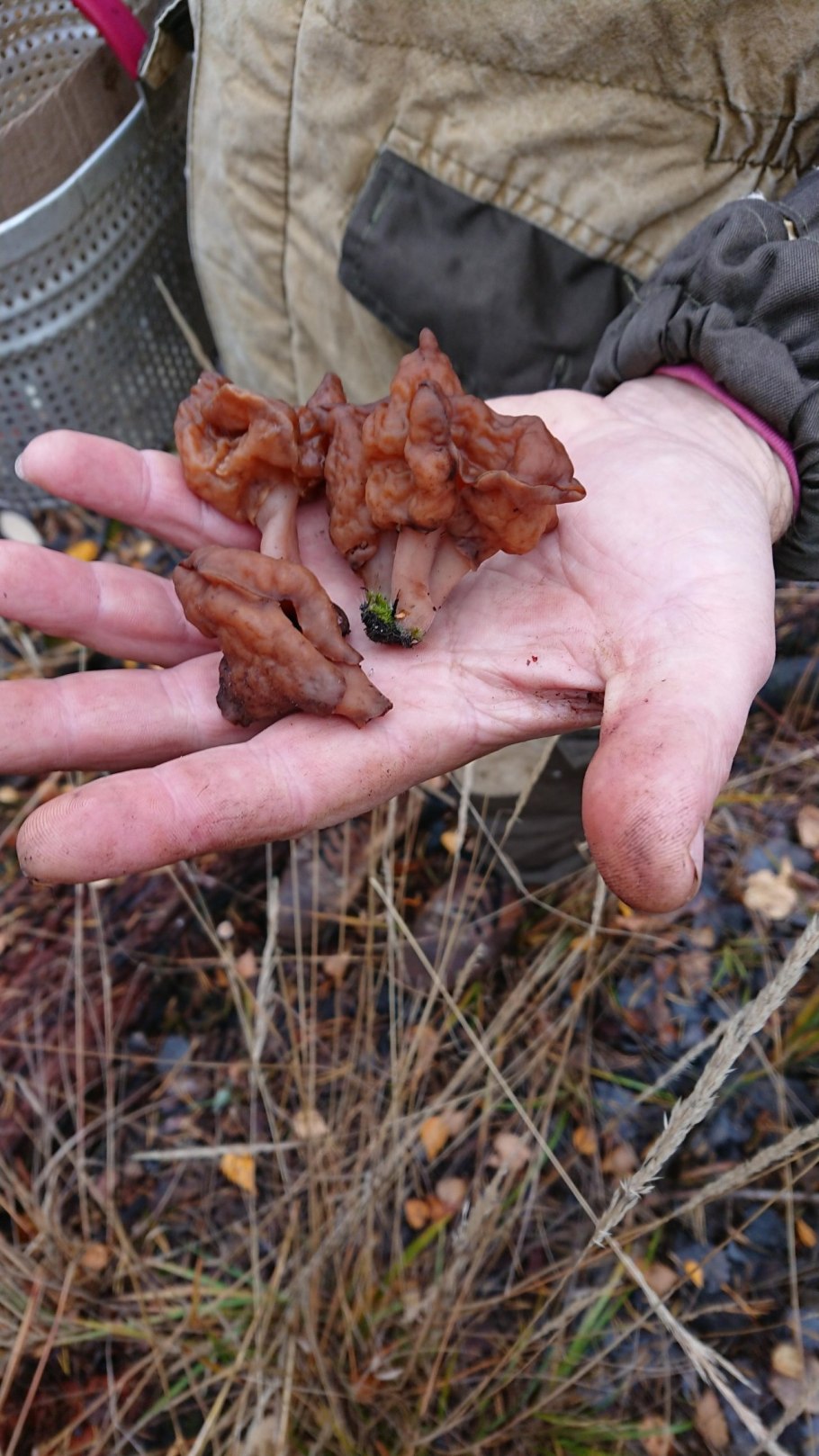 Строчок Островерхий