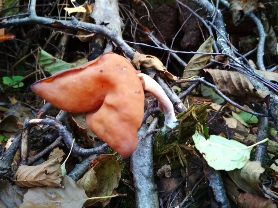 Жена первый раз грибной