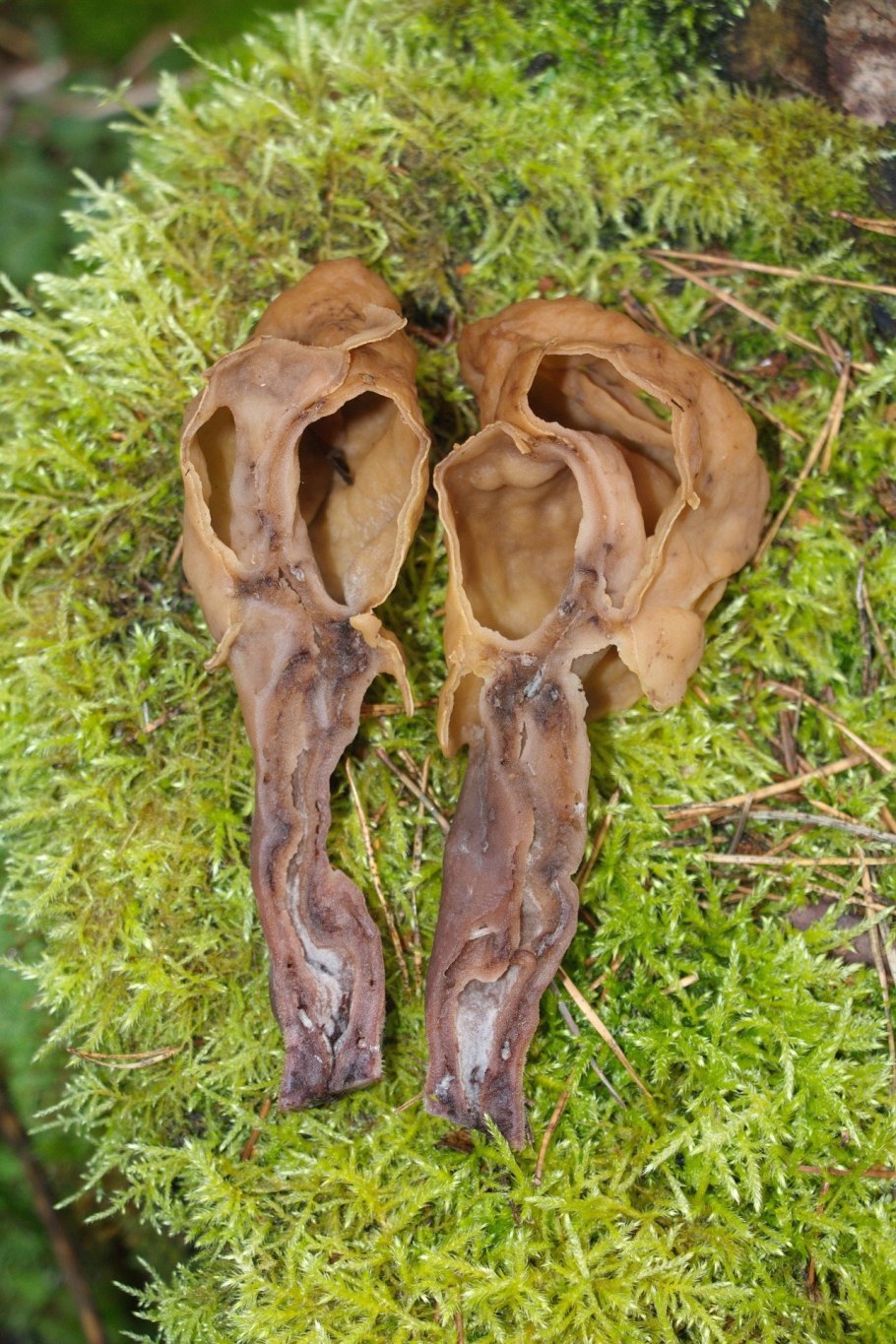 Как выглядит гриб башка монстр