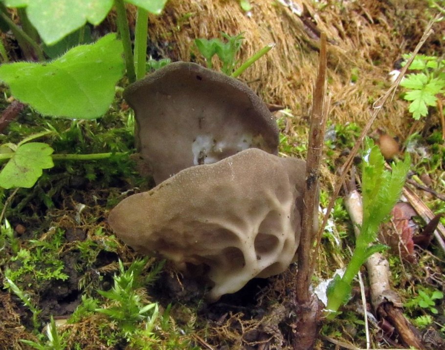 Строчок осенний лопастник инфулоподобный