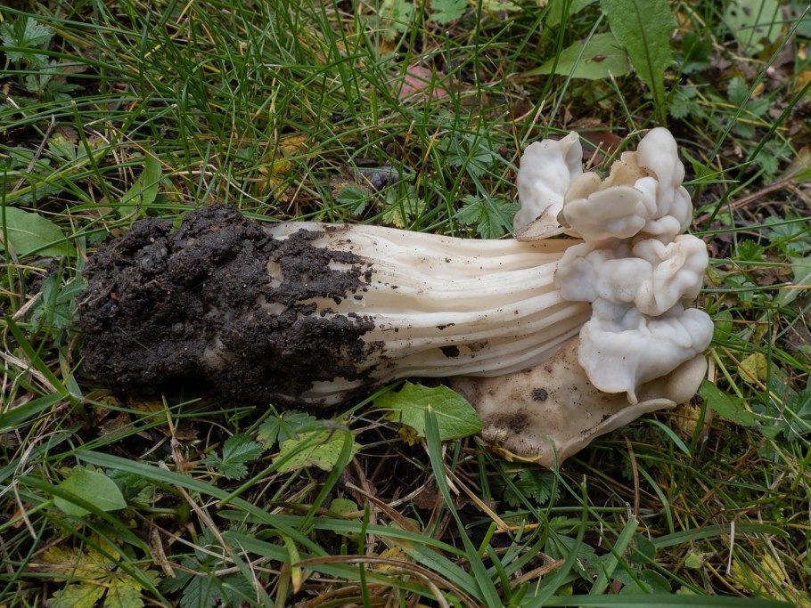 Гриб лопастник