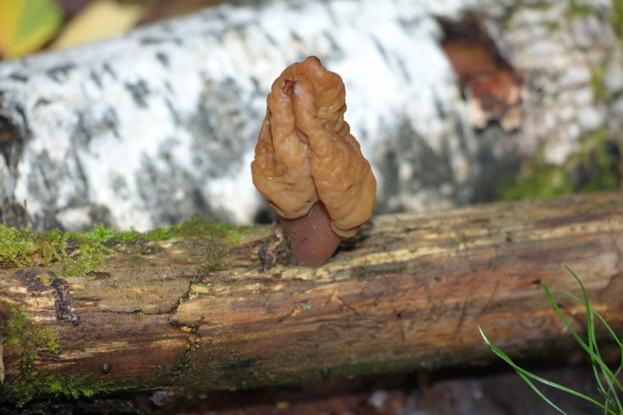 Gyromitra infula