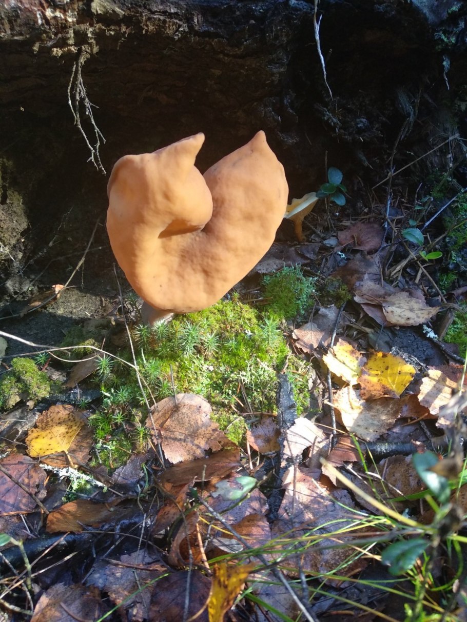 Медвежье ушко гриб