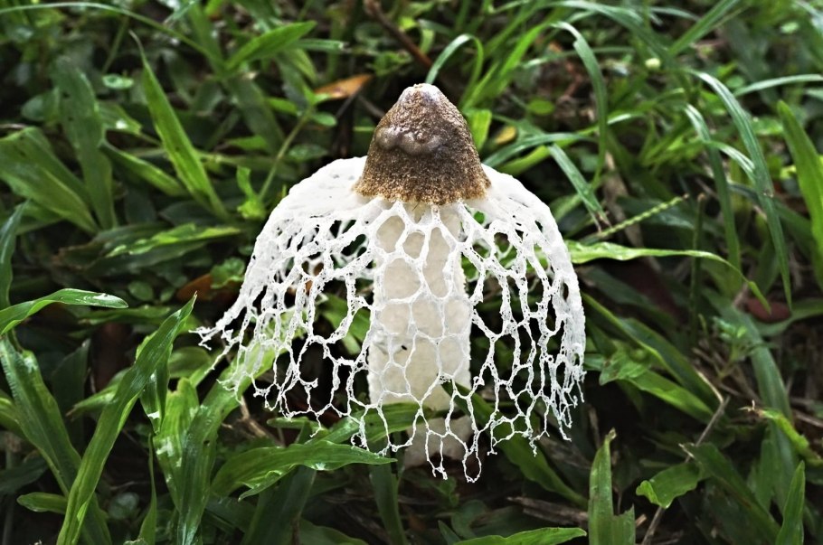 Сетконоска сдвоенная phallus duplicatus