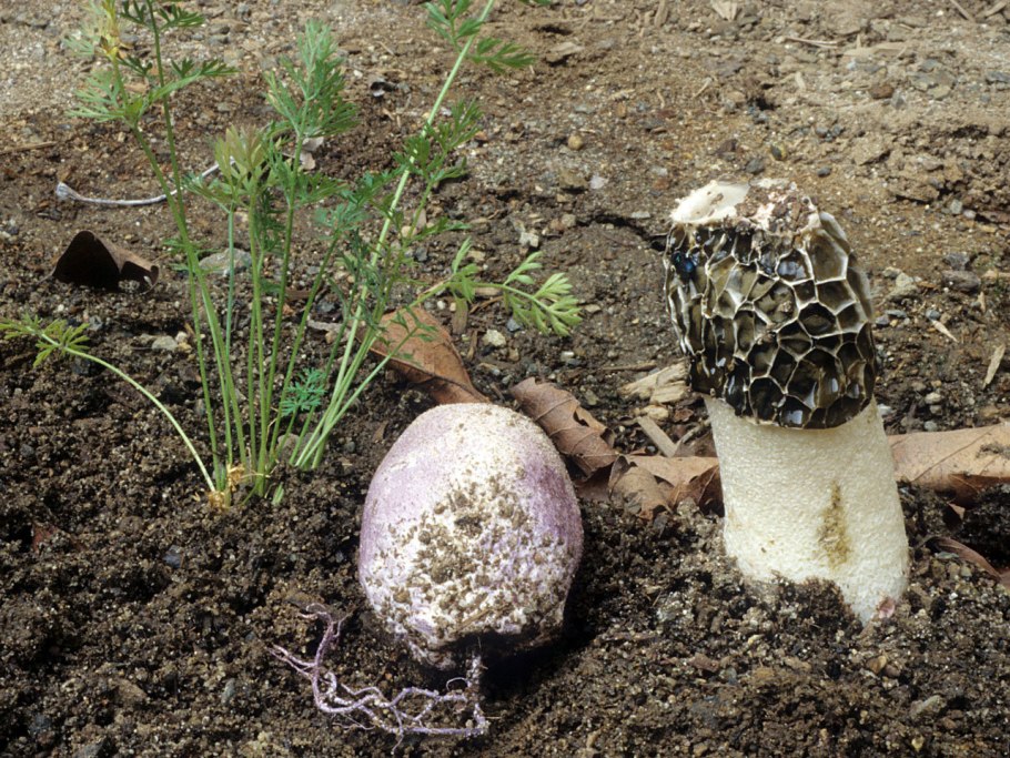 Гриб вуаль невесты